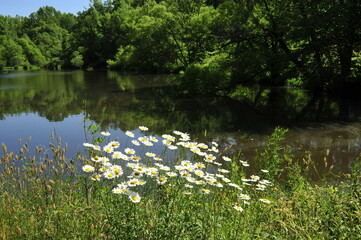 Lake  surrounded  by trees and daises in foreground