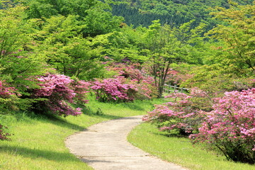 つつじが満開の公園