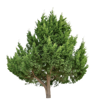 PNG Real cypress tree background isolated plant.