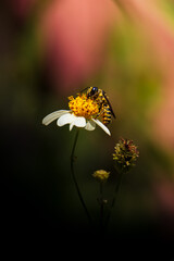 Macro shot of bee on a yellow flower 