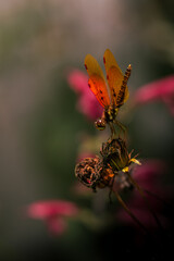 A close-up macro photograph of a dragonfly, showcasing intricate wing patterns, fine textures, and the mesmerizing compound eyes.