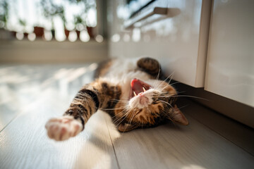 Lazy funny calico cat lying on the floor, yawning, stretching paw, wants to play, bottom view. Cute kitty resting, chilling at home, fool around. Life of pets, domestic animals concept