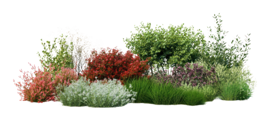 PNG Group of different bushes plant vegetation outdoors.