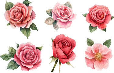 Naklejka premium set of roses