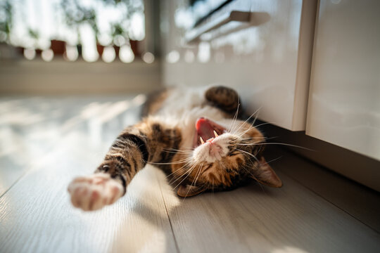 Lazy funny calico cat lying on the floor, yawning, stretching paw, wants to play, bottom view. Cute kitty resting, chilling at home, fool around. Life of pets, domestic animals concept