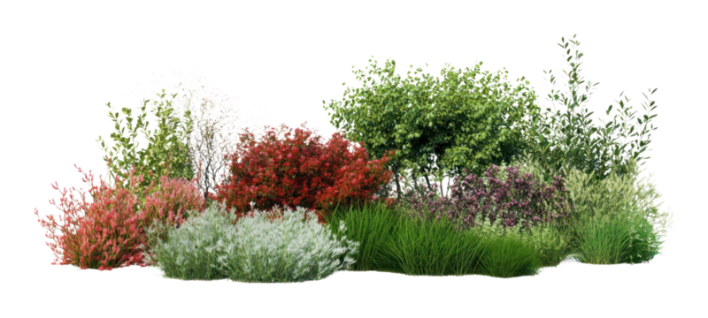 PNG Group of different bushes plant vegetation outdoors.