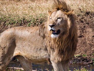 Lion in Ngorongoro Crater, Tanzania