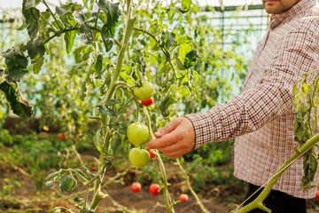 Harvesting Organic Tomatoes in Greenhouse – Sustainable Agriculture and Fresh Farm Produce Concept