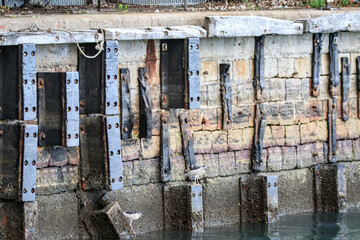 Night Herons Waiting to Catch Prey at Waterfront in Hong Kong