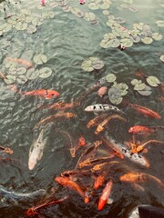 japanese koi fish