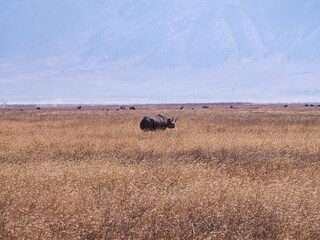 Black Rhinoceros in Ngorongoro Crater, Tanzania