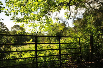 Gate  to pasture with overhanging trees in the morning light
