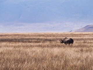 Black Rhinoceros in Ngorongoro Crater, Tanzania