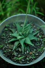 Top-down view of a vibrant Haworthiopsis limifolia succulent in a rustic pot, featuring its striking textured leaves. A perfect low-maintenance addition for any plant collection.