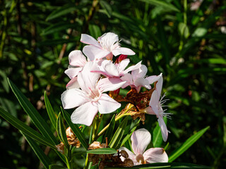 white slightly pink oleander flowers in the garden