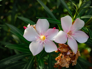 slightly pink oleander flower