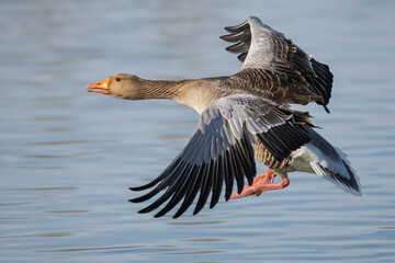 GREYLAG GOOSE LANDING