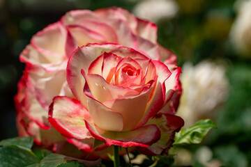 Beautifully bloomed rose with creamy white petals edged in vibrant pink. Closeup view of Rosa...