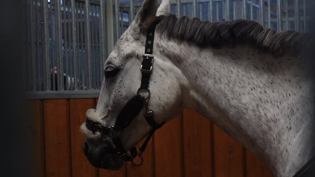 Close-Up of Grey Horse Head in Bridle Outdoors