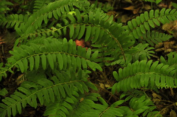 Wild fern on the forest floor