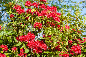 Rhododendron, a genus of flowering plants in the Ericaceae family. Small shrubs to large trees,...