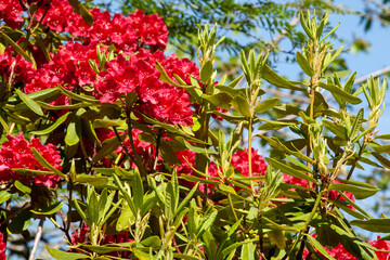 Rhododendron, a genus of flowering plants in the Ericaceae family. Small shrubs to large trees, colors, red, pink, white, purple, yellow. Popular garden plants, beautiful flowers, evergreen foliage. 