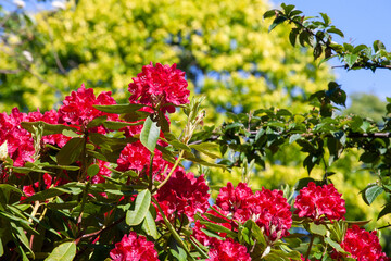 Rhododendron, a genus of flowering plants in the Ericaceae family. Small shrubs to large trees,...