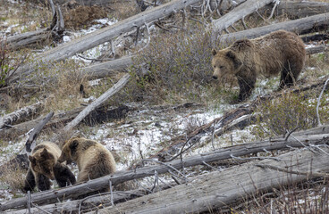 Grizzly Bear Sow and Cubs in Snow in Yellowstone National Park Wyoming in Springtime