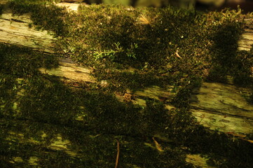 Green moss and lichen on old tree