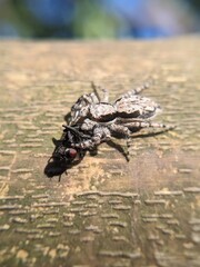 This is a close-up photo of a jumping spider (Salticidae family) on a wooden surface, capturing and feeding on a black flying insect, possibly a fly. The background is blurred, highlighting the sharp 