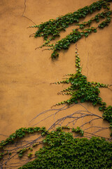 Vibrant green ivy spreading on aged yellow wall with cracks, nature and urban contrast background