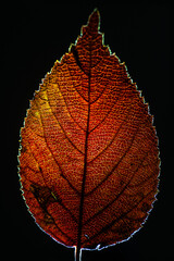 Autumn Leaf Details