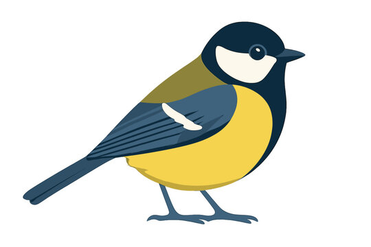 Colorful bird illustration showcasing a great tit perched on a branch, highlighting its distinct yellow and blue plumage in a simple design