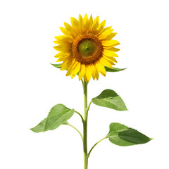 Fototapeta premium A Single Bright Sunflower on a Light Background