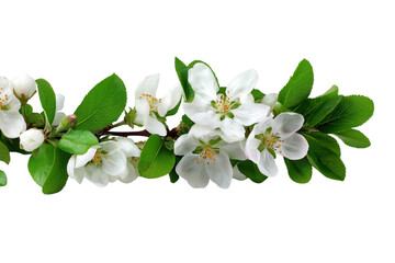 beautiful apple blossom branch isolated on white background