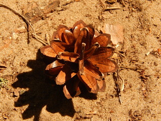 autumn leaves on the ground
