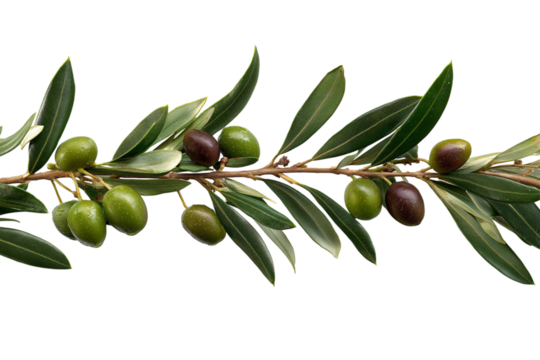  olive branch with fresh green olives isolated on white background