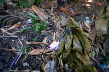Dry leaves scattered over moist dark soil, depicting the natural cycle of plant life and decay. A...