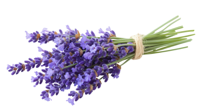 Blue lavender stalks tied loosely Transparent background, PNG file