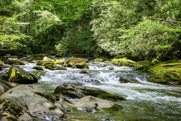 Mountain Stream in Summer