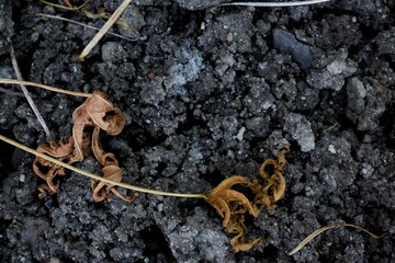 Dry leaves scattered over moist dark soil, depicting the natural cycle of plant life and decay. A detailed view highlighting textures, contrasts, and the organic composition of the environment.
