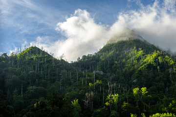 Mountains Cover with Forest