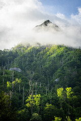 Mountains Cover with Forest
