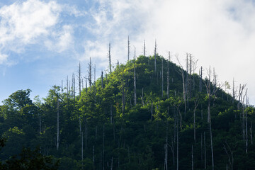 Mountains Cover with Forest