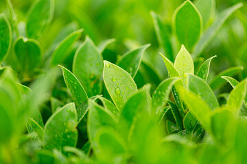 Green tea leaves after the rain,Tea plantation close up background after the rain,Close-up view of...