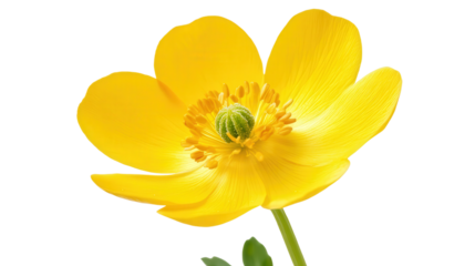Compact yellow buttercup bloom with glossy petals, Transparent background, PNG file