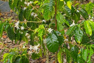 flowering coffee plant in the Orosi valley in Costa Rica