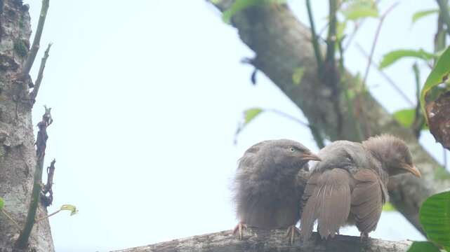 Yellow-billed babbler (Argya Affinis) birds sitting a branch and relaxing rainy season. The love birds are enjoying the rain