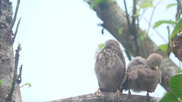 Yellow-billed babbler (Argya Affinis) birds sitting a branch and relaxing rainy season. The love birds are enjoying the rain