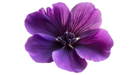 Obraz premium Deep purple geranium with contrasting center Transparent background, PNG file
